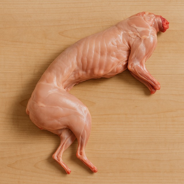Rabbit